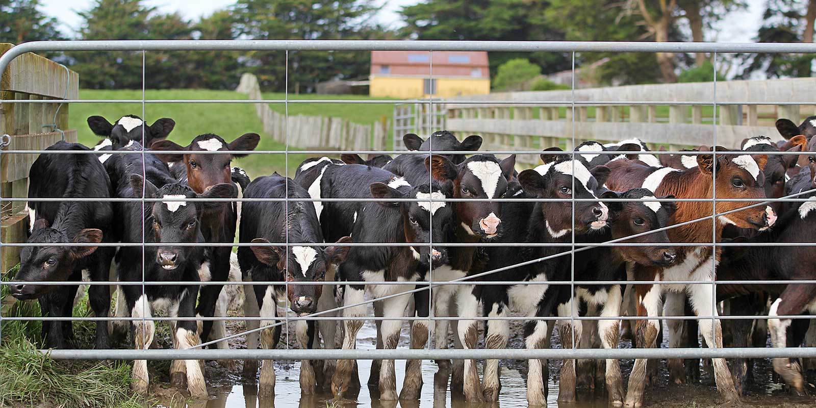Manage Calf-Health NZ | Top Farmers Know-How