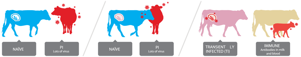 diagram of cattle