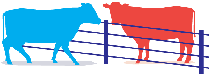 a red and blue cows in a ring