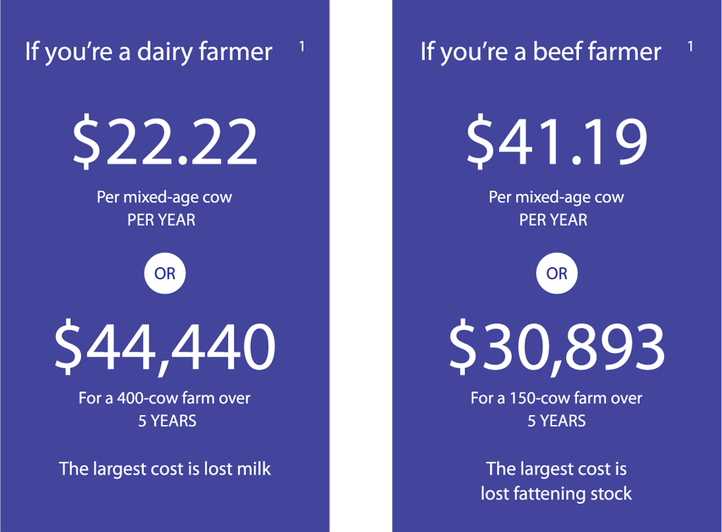 cost in lost milk and fattening stock