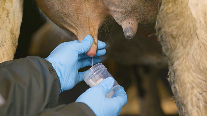 Teat sample udder health