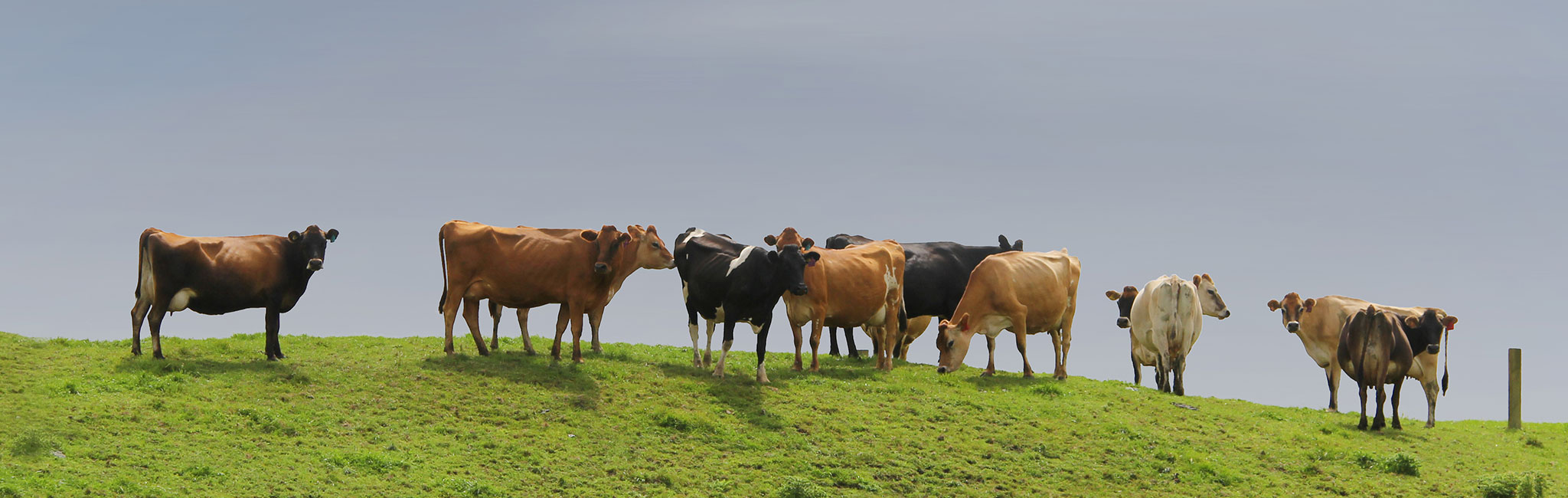 Cows