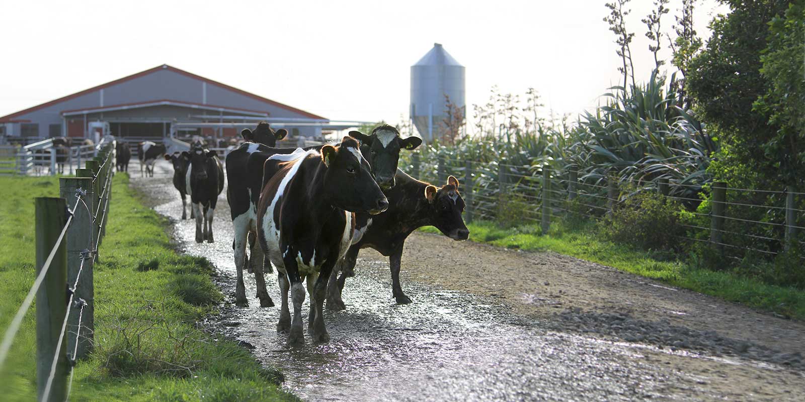 Frisian dairy cows after milking