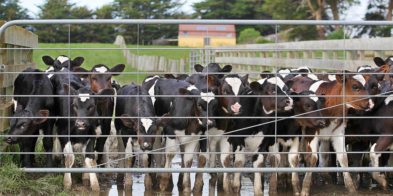 Calves behind gate