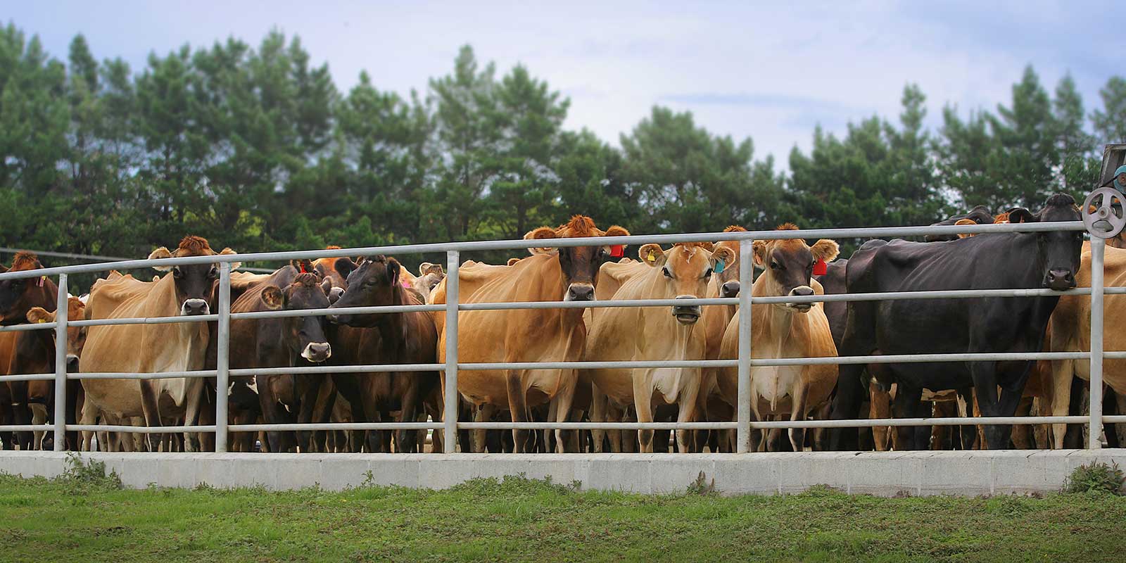 Dairy cows at the milking shed