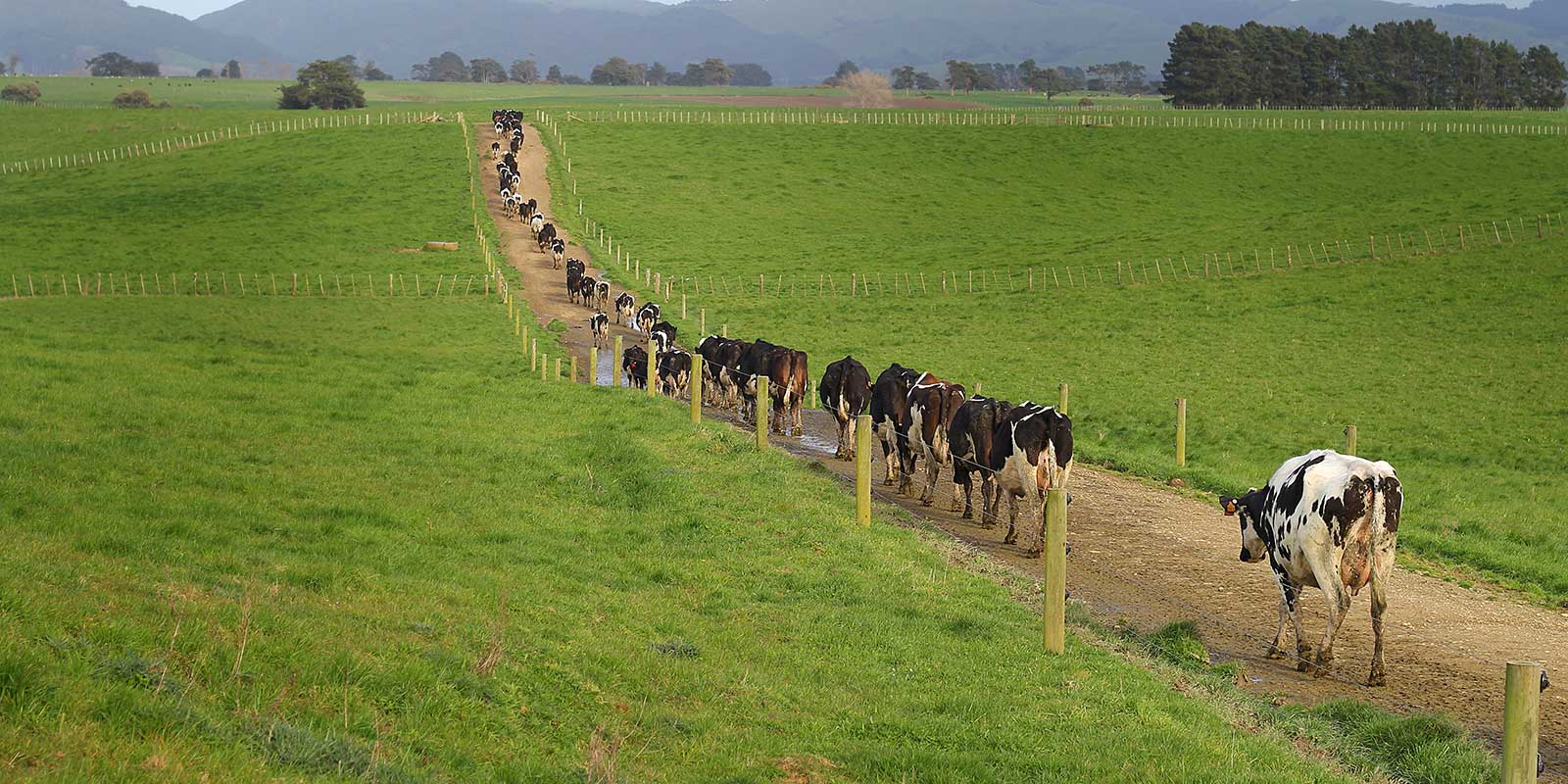 Dairy cows walking down a laneway