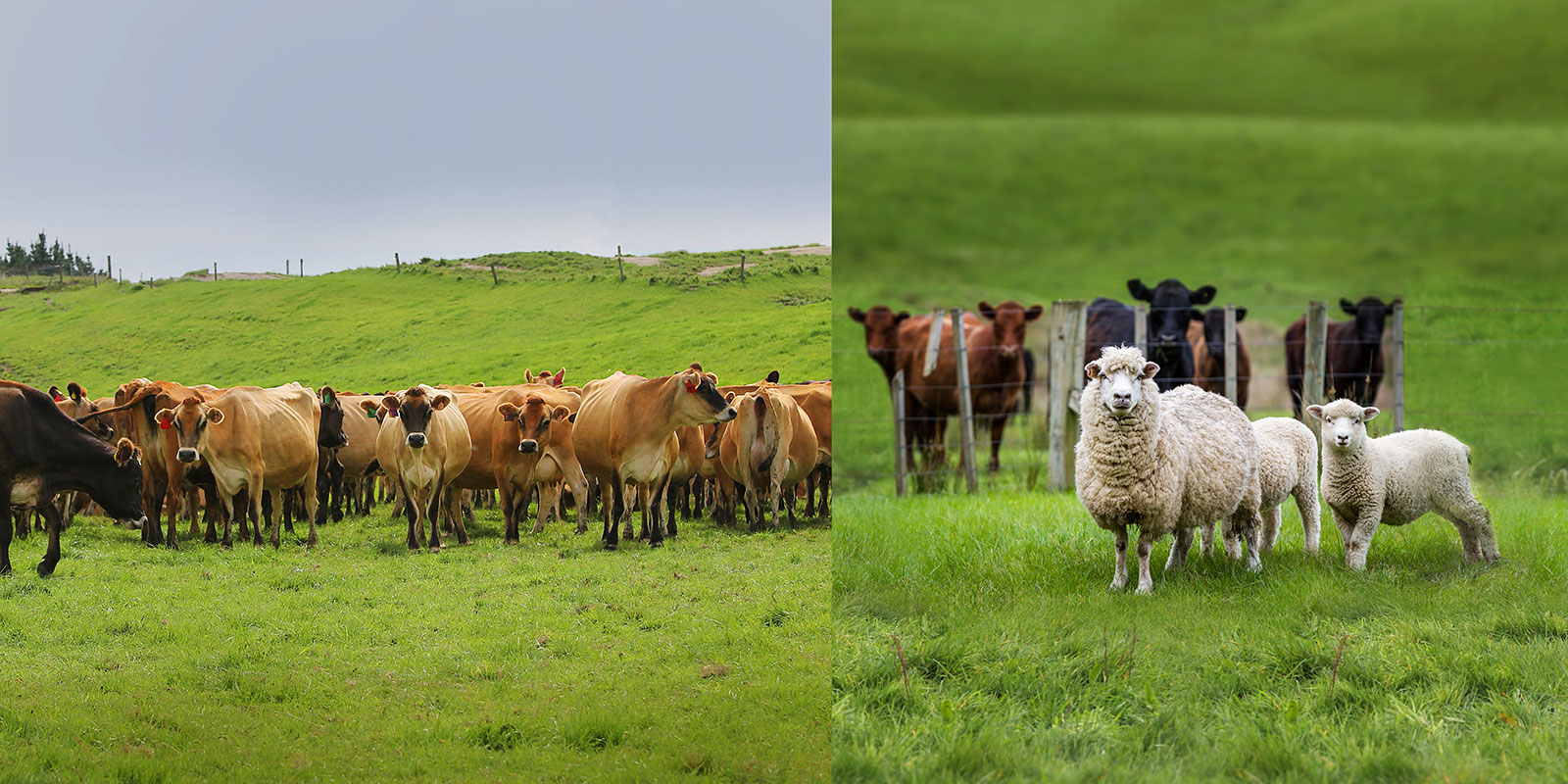 Livestock in paddock