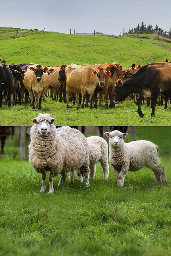 Sheep and Dairy Herd