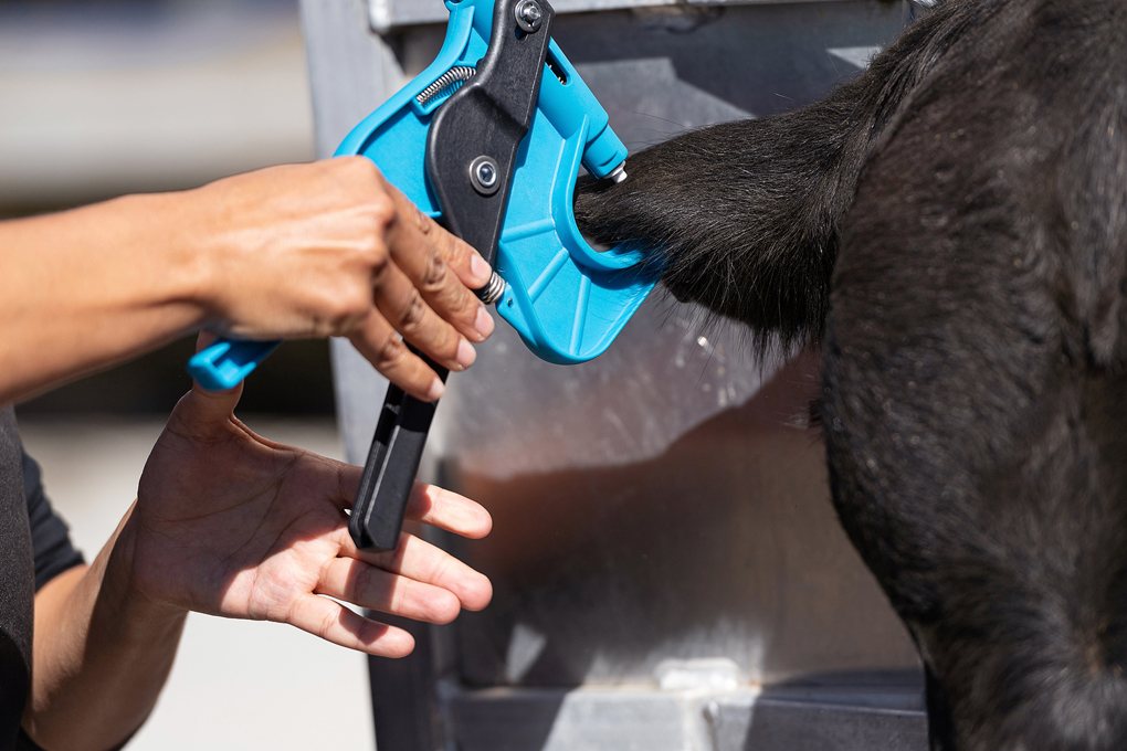 a person holding a blue tool to a black animal's tail