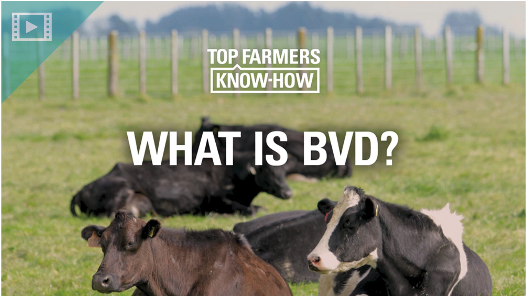 Top Farmers KnowHow What is BVD?