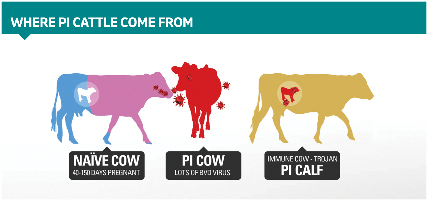 How a PI cattle is produced