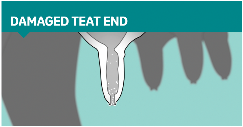 a close-up of a teat end