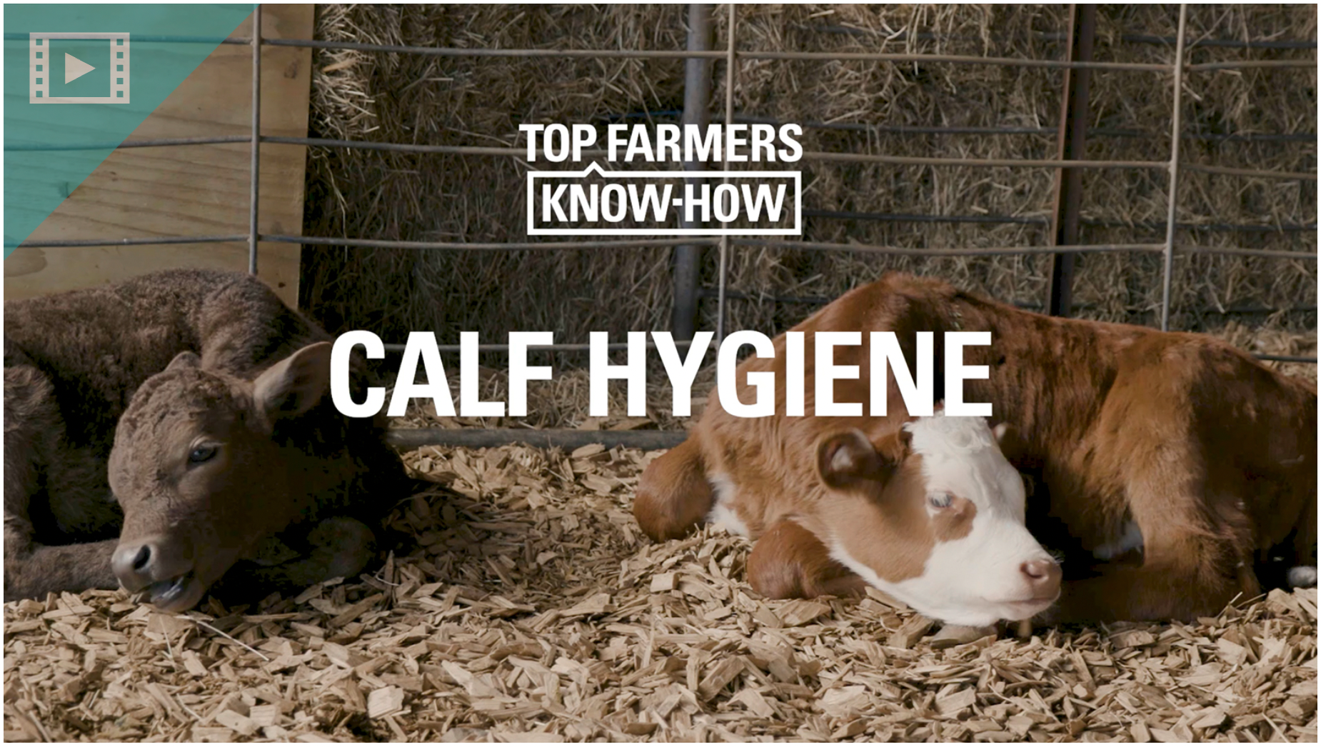 Raising calf shed hygiene