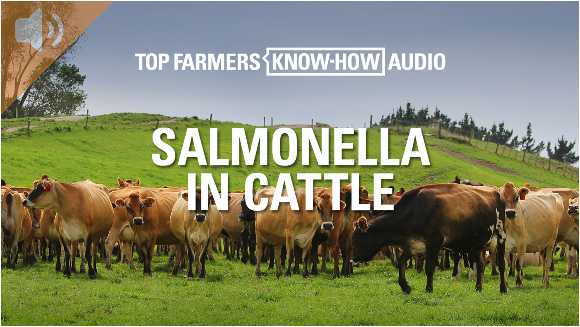 salmonella in cattle cover image