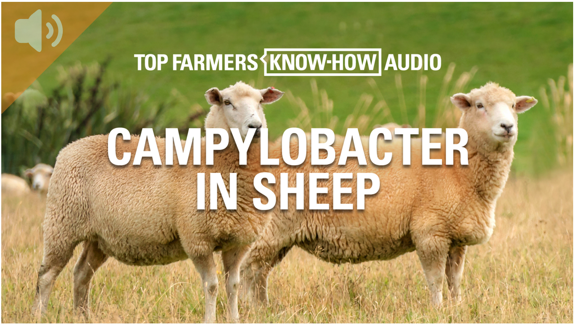 Campylobacter in Sheep