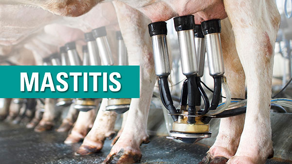 mastitis msd