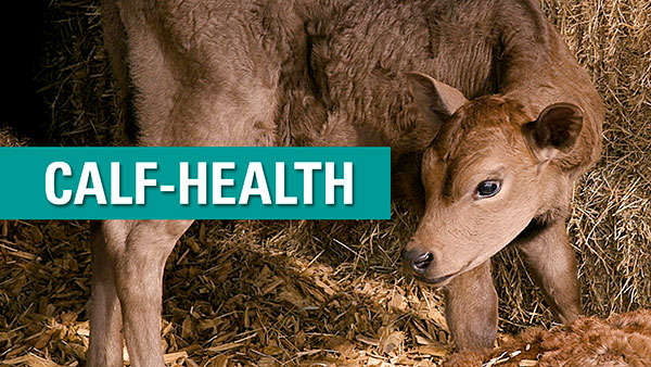 calf health