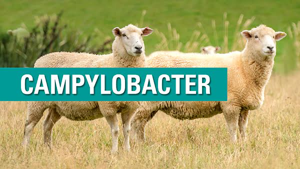 Campylobacter msd