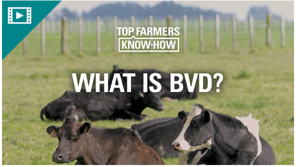 what is bvd video cover