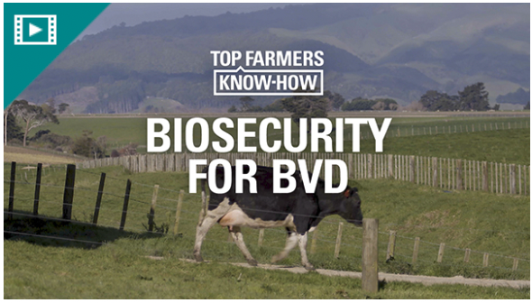 biosecurity for bvd