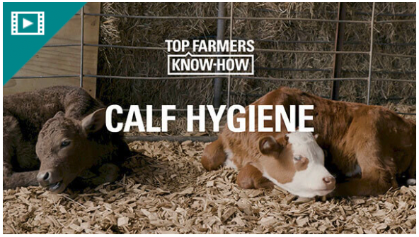 Calf rearing hygiene