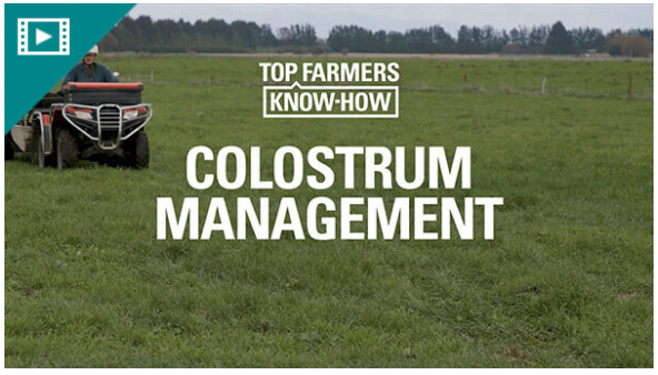 COLOSTRUM MANAGEMENT