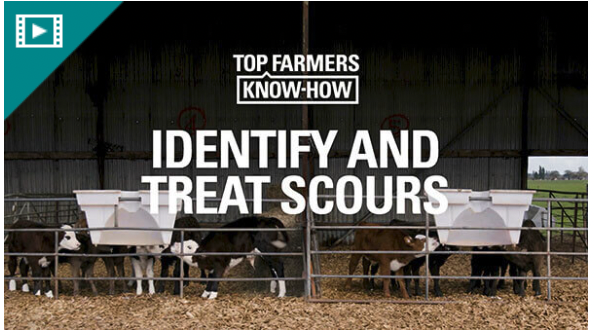 Identify and treat calf scours