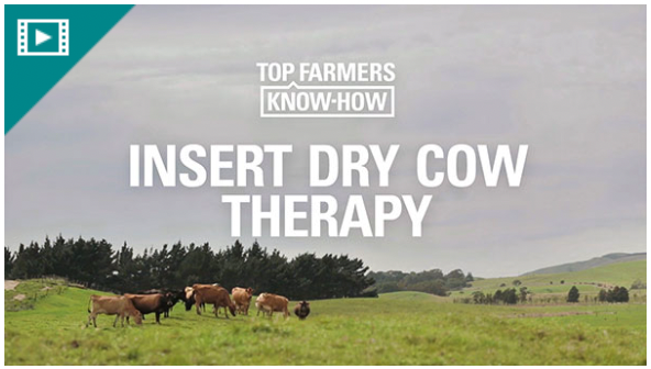 insert dry cow therapy