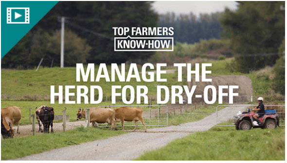 manage the herd for dry-off