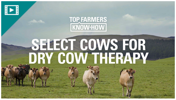 select cows for dry cow therapy