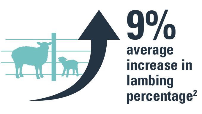 a sheep and lambs on a fence