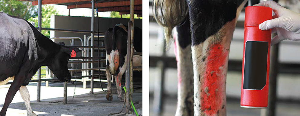 a cow with red spots on its leg