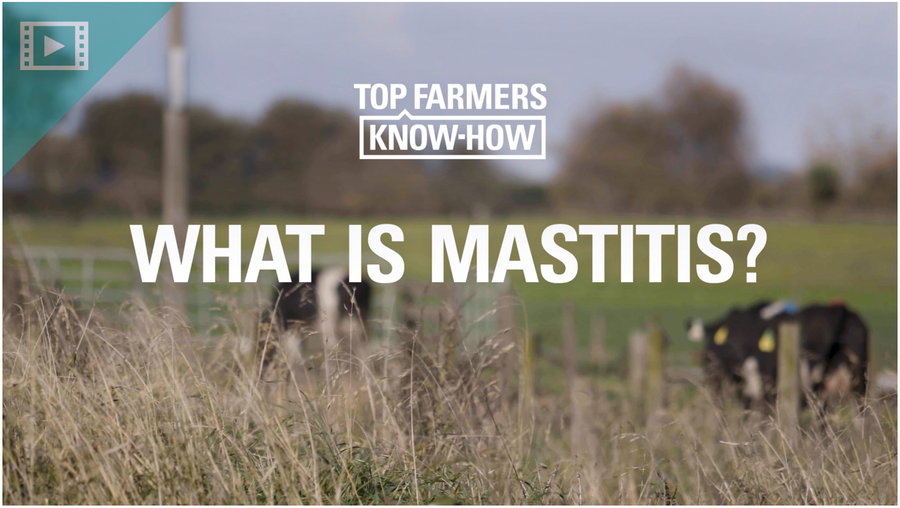 Top Farmers KnowHow What is Mastitis