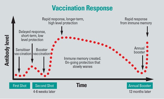 Vaccination Response Graph